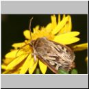 Cerapteryx graminis - Dreizack-Graseule 01 Teverener Heide.jpg